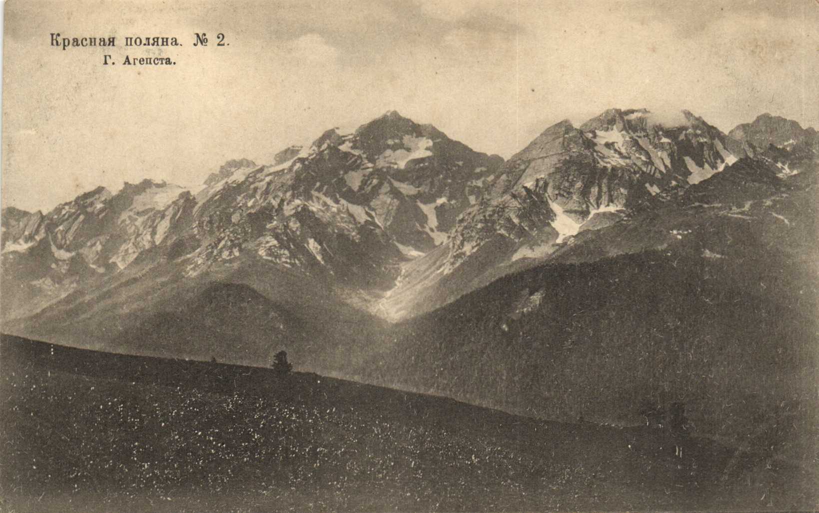 Агепста красная Поляна
